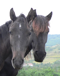 kazak lovak